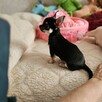 Chihuahua Piękny Mądry Słodziak po Championach Rod.FCI - 4