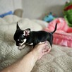 Chihuahua Piękny Mądry Słodziak po Championach Rod.FCI - 5