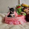 Chihuahua Piękny Mądry Słodziak po Championach Rod.FCI - 11