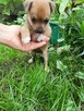 suczka miks chihuahua ratlerek - 3