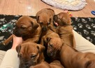 Rhodesian ridgeback - 2