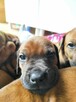 Rhodesian ridgeback - 5