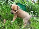 suczka miks chihuahua ratlerek - 2