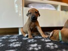 Rhodesian ridgeback - 15