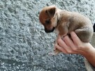 suczka miks chihuahua ratlerek - 1
