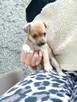 suczka miks chihuahua ratlerek - 4