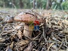 Działka pod zabudowę nad jeziorem Lucieńskim - 5