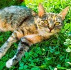 MINI - cudna koteczka szuka super domu - 3