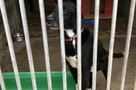 Młodziutki SABUŚ - cierpi ! Niech go ktoś pokocha ! - 11