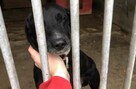 Młodziutki SABUŚ - cierpi ! Niech go ktoś pokocha ! - 5