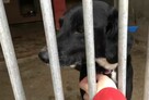 Młodziutki SABUŚ - cierpi ! Niech go ktoś pokocha ! - 6