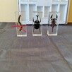 Owady/pajęczaki/robaki - 2 okazy (2) - 2