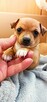 Szczenięta 2 suczki - chihuahua / rosyjski toy - cudne - 3