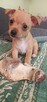 Szczenięta 2 suczki - chihuahua / rosyjski toy - cudne - 2
