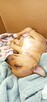 Szczenięta 2 suczki - chihuahua / rosyjski toy - cudne - 5