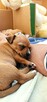 Szczenięta 2 suczki - chihuahua / rosyjski toy - cudne - 4