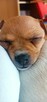 Szczenięta 2 suczki - chihuahua / rosyjski toy - cudne - 7
