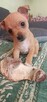 Szczenięta 2 suczki - chihuahua / rosyjski toy - cudne - 1
