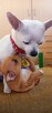 Szczenięta 2 suczki - chihuahua / rosyjski toy - cudne - 6