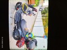 Sprzedam - 2