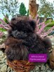 Pomeranian szpic miniaturowy BLACK - 1