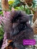 Pomeranian szpic miniaturowy BLACK - 5