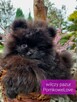 Pomeranian szpic miniaturowy BLACK - 4