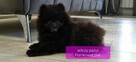 Pomeranian szpic miniaturowy BLACK - 3