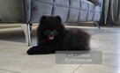 Pomeranian szpic miniaturowy BLACK - 2