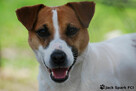 Jack Russell Terrier suczka FCI - 10