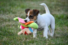 Jack Russell Terrier suczka FCI - 8