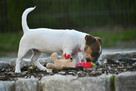 Jack Russell Terrier suczka FCI - 9