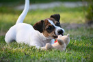 Jack Russell Terrier suczka FCI - 4