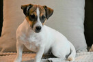 Jack Russell Terrier suczka FCI - 3