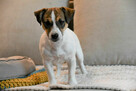 Jack Russell Terrier suczka FCI - 5