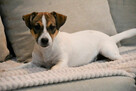 Jack Russell Terrier suczka FCI - 2