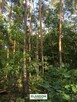 Klimatyczna działka Józefów las zachodnia strona - 6