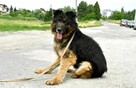 Azor szuka domu, pies, owczarek niemiecki - 1