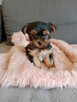 Yorkschire terrier - 3