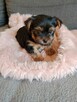 Yorkschire terrier - 4