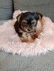 Yorkschire terrier - 5