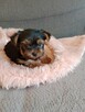 Yorkschire terrier - 1