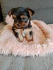 Yorkschire terrier - 2