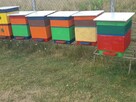 Sprzedam pszczoły z ulami warszawskimi - 6