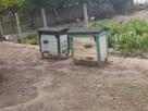 Sprzedam pszczoły z ulami warszawskimi - 4