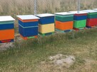 Sprzedam pszczoły z ulami warszawskimi - 7