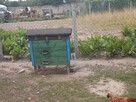 Sprzedam pszczoły z ulami warszawskimi - 2