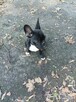 Buldog francuski - 3