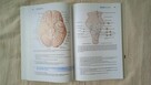 Neuroanatomy Douglas Gould - 3