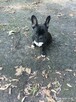 Buldog francuski - 2